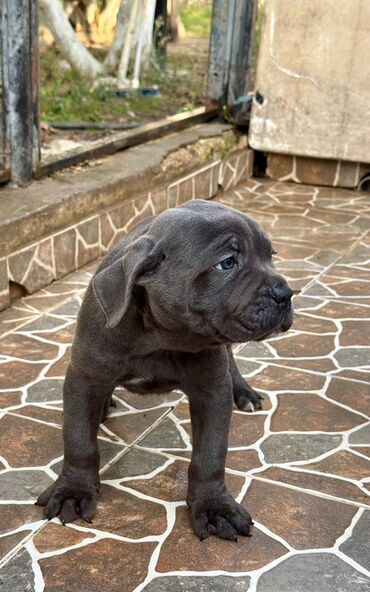 İtlər: Kane-Korso — 7