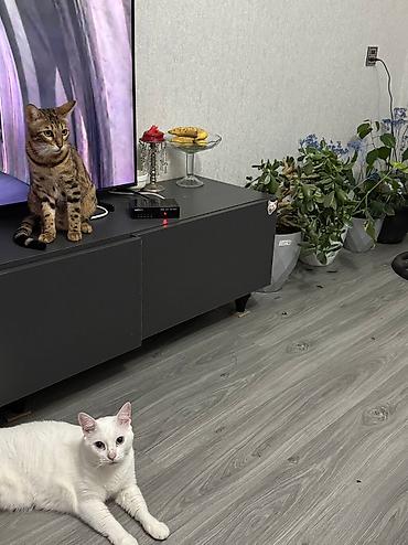 pişik üçün yuva: Передержка в уютной квартире около м. Нефчиляр 🐶🐱 Принимаем на — 7