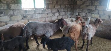 kirpi əti v Azərbaycan | YENI TIKILI: Qala qocu 1 yaş 4 aylıqdı təmiz əti 50 kilo olar real alıcıyla