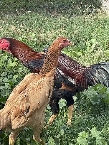 для куры: Продаю | Куры, Петух | Бойцовая | Для разведения — 2