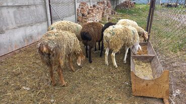 продаю бычка: Продаю | Овца (самка), Баран (самец) | Меринос, Эдильбаевская | На забой | Кастрированные, Ярка