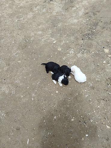 yerli qaz: Pudel — 4
