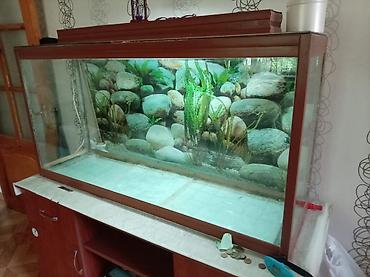 akvarıum: Dördbucaq akvarium, Boş, 220 l — 3