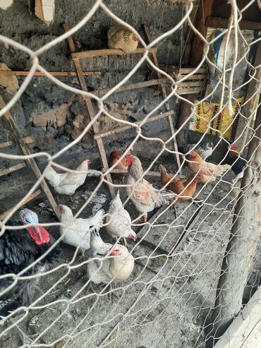 животные живые: Продаю домашние курицы питузи по 400 сом самавывоз