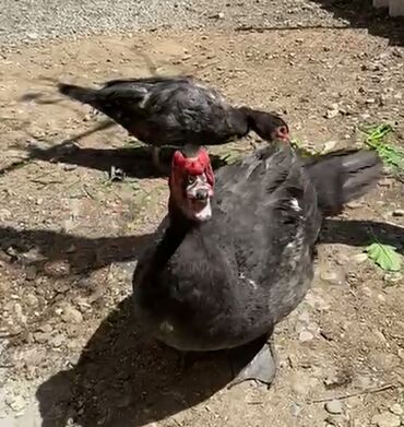 Xoruzlar: Tek 100 ayam zemani cut 200m .qap — 42