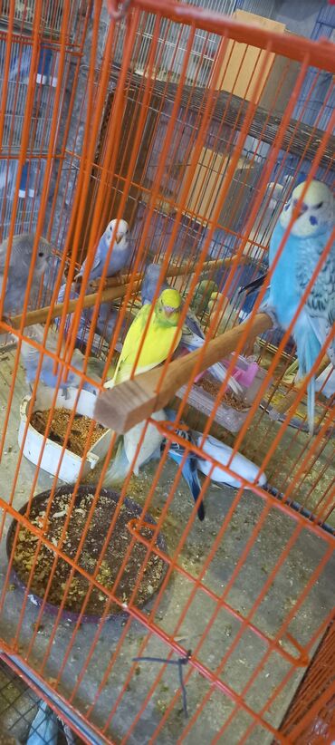 Tutuquşları: Her reng balalar var qiymetler muxtelifdir 12 manatdan baslayir 15 20 — 2