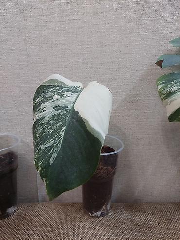 Монстеры: Монстера вариегатная (Monstera deliciosa variegata) — укоренённые — 4