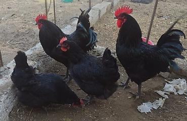 dekorativ toyuq: Toyuq, Australorp, Damazlıq, Ünvandan götürmə, Pulsuz çatdırılma, Ödənişli çatdırılma — 3
