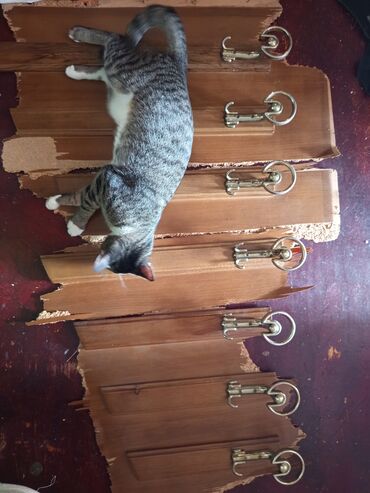 Asılqanlar: Sovetden qalma,qedimi qarderobun, taxta ve polad asilqani — 10