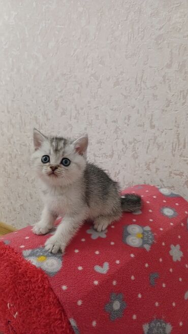 Pişiklər: Şinşilla, Erkək, Dişi, Yaxşı əllərə, Pulsuz çatdırılma — 5