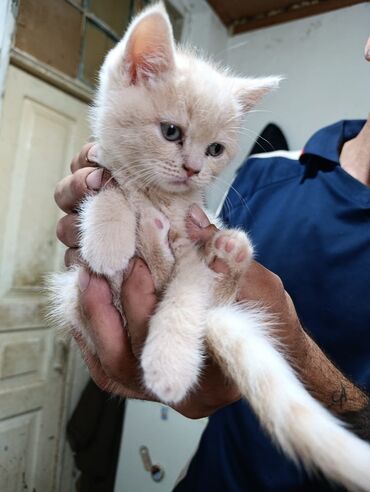 Pişiklər: Şotland, Dişi, Yaxşı əllərə, Ünvandan götürmə, Pulsuz çatdırılma, Ödənişli çatdırılma — 15