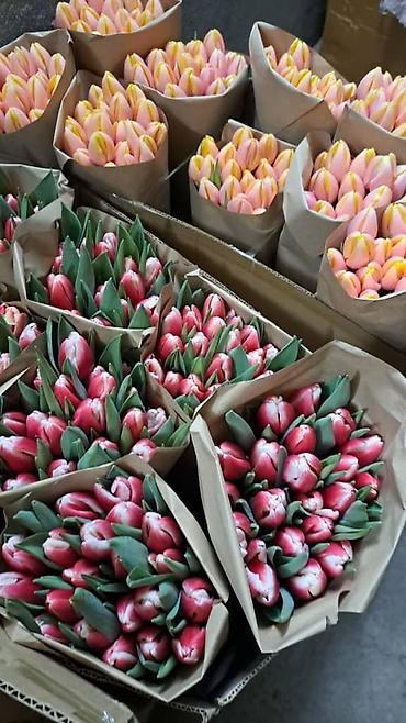 Букеты из живых цветов: Тюльпаны срезанные в наличии в ограниченном количестве -В продаже есть — 7