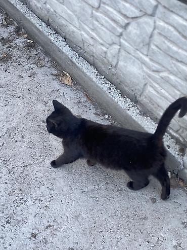 Продажа кошек: 6 месяцев, Мальчик, Черный — 14