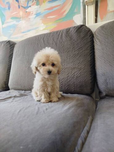 Psi: Bišon pudla štenci Štenci bi-pu, kombinacija bišon-pudla, stari 2 — 8