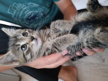 котята сиамской кошки: Котята — очаровательные малыши с разными окрасами. отдам добрые руки — 6