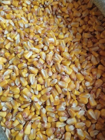 объявления о пропаже животных: Продаю кукурузу рушеная сухая сорт маями цена за кг 25 сом осталось