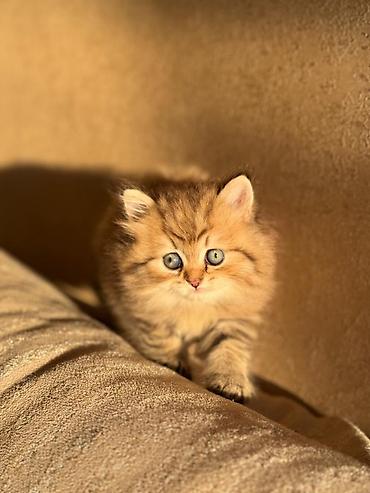 голден шиншилла: Шиншилла — 10