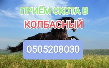 баран продаю: Куплю | Коровы, быки, Лошади, кони | Круглосуточно, Любое состояние, Забитый