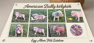 Psi: American bully pocket lilac štenci. 4 lilac zenki, 2 zute zenke — 3