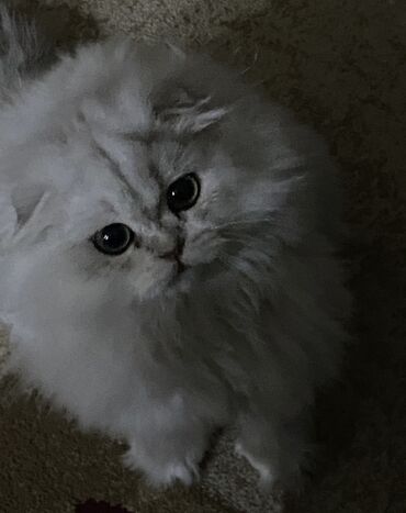 продать кошку: Отдаем БЕСПЛАТНО в хорошие руки породистого котика,Хайленд