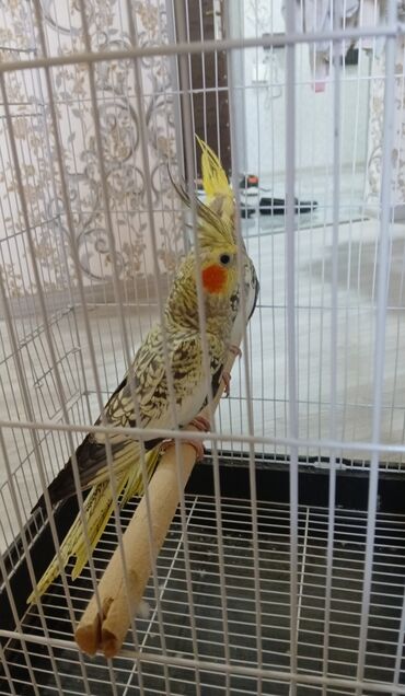 Tutuquşları: Cute hazir erek ve disi korellar hazir cutler ele orgetmek ucun bala — 6