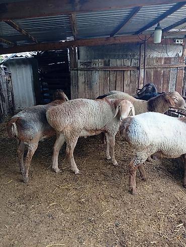 Продам кочкоров, возраст 9месяцев.цена35 т.сом at lalafo.kg Продам кочкоров, возраст 9месяцев.цена35 т.сом