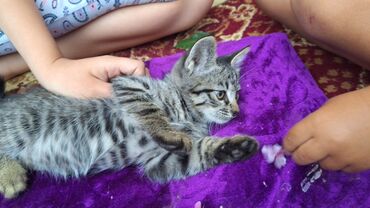 малёк форель: Кошка даром: Беспородная, 2 месяца, Мальчик