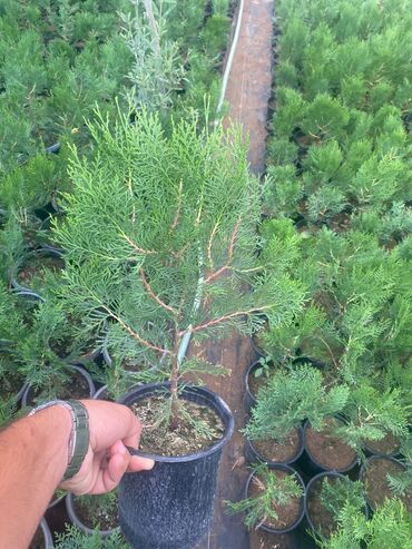 Ağaclar: 🌿 Konusparis Tuya – Kiçik Sahələr üçün Böyük Gözəllik! 🌿 ✔️ Forması