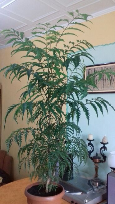 украшения для елки: Цветок Араукария дальневосточная 
Высота 140 чм