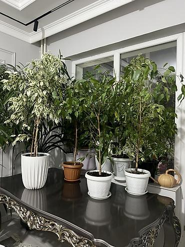 Диффенбахии: Комнатные растения в декоративных горшках - Диффенбахия крупнолистная — 28