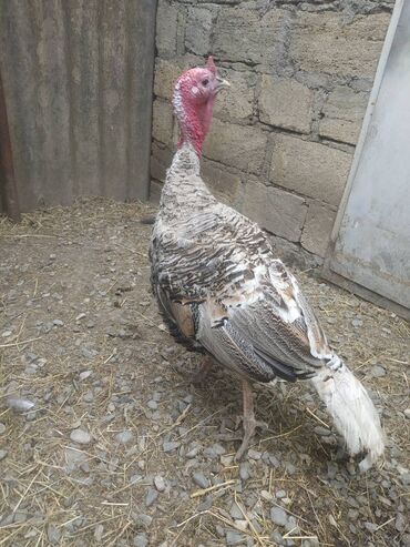 Gəmiricilər: Erkey hind quşu 1 illik dir sağlam heyvan di 6kq 500