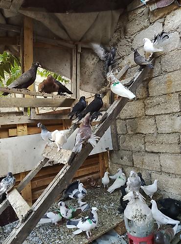 Голуби: Salam 80 dene olar quş var hem dekarativ hem uçan qusdar yaxşı dirakon — 2