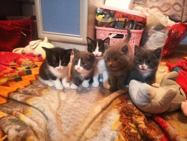 бюро находок животных: Отдадим котят в хорошие руки, родились 12 марта, к лотку приучены