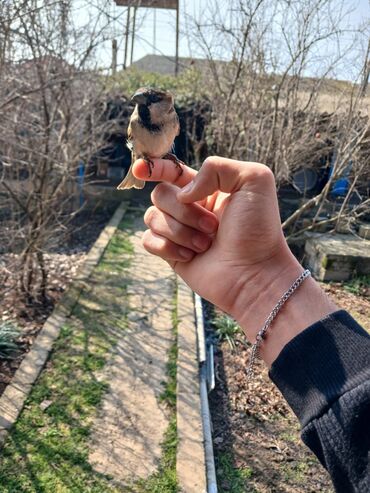 heyvanlara verilen xususi adlar: Sərçə və sərçə balaları satılır. Qiymət 5 azn. ələ öyrəşdirilməsi