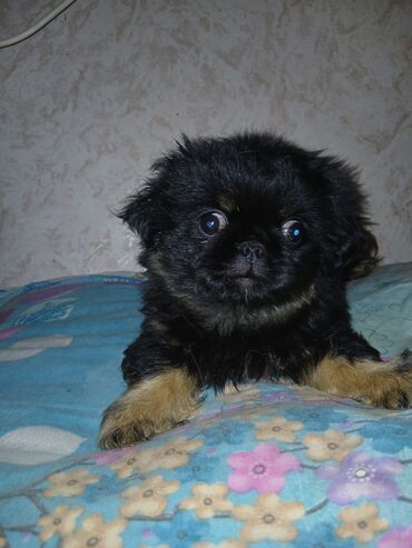pişik yuvası: Pekines