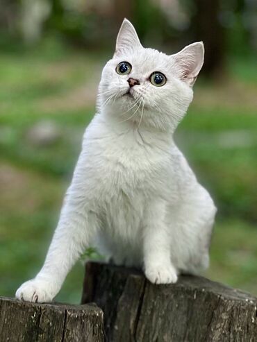 Кошки: Продается котёнок порода Scottish Straight серебро шиншилла Девочка