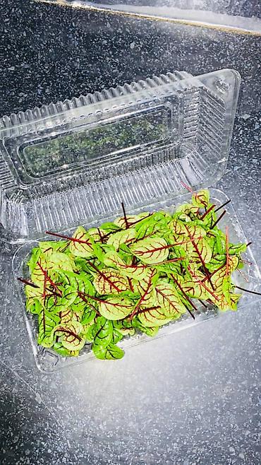 Микрозелень: Микрозелень и молодые травы в кассетах - Ассортимент: микрозелень — 40