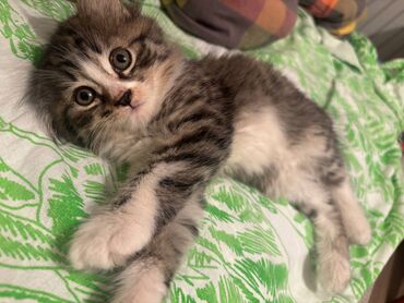 стрижка кошек с выездом на дом: Кошка даром: Мейн-кун, 2 месяца, Девочка