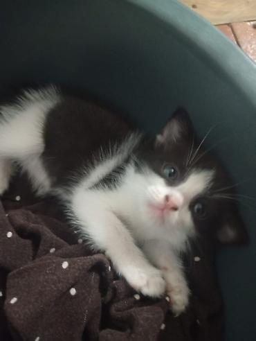щенка шпиц: Котёнок, окрас черно-белый (tuxedo). Большие выразительные глаза — 10