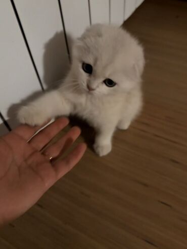 Продажа кошек: Скотиш Фолд (Шотландская вислоухая), 3 месяца, Мальчик, Приучена к лотку — 2