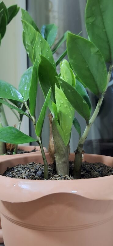 Otaq bitkiləri: Zamioculcas (dollar gülü).Qiymet 10 manat
