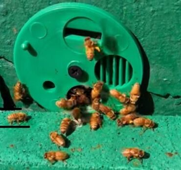Arılar: Salam aleykum italyan qızılı saf ana arı 2024 kim satırsa əlaqə