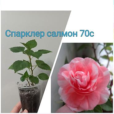 Бегонии: Бегонии и абутилон — укоренённые саженцы в стаканчиках/горшочках. 1) — 10