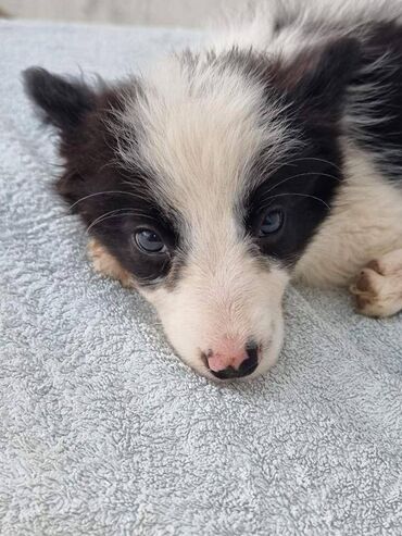 Psi: Štenci Border Collie oštenjeni 01. juna očišćeni od parazita više — 5