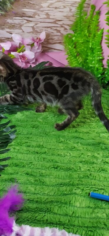 Продажа кошек: Друзья !!! питомник Бен Гла Мур с радостью предлагает новый помет. от — 4