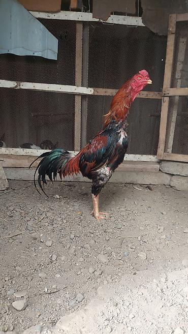 Xoruzlar: Xoruz, il: <1, Pulsuz çatdırılma — 10