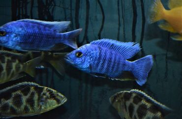 аквариумная рыба: Продаю крупных цихлид (взрослые, от 16 см) : 1. Золотистый Леопард 2