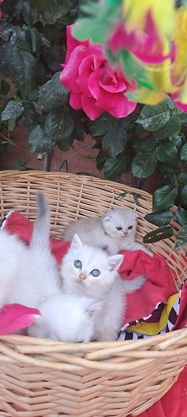 Pişiklər: Britan — 7