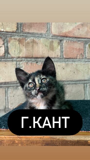 голая кошка сфинкс цена: 2 айлык, Ургаачы