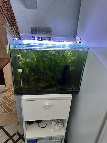 aqvarium: Içinde hersey var karyaqa agac filter sekale suisdici isiq krivetka — 2